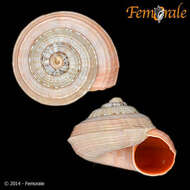 Image of Pomatiidae