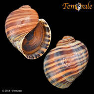 <i>Pomacea lineata</i> Spix 1827 resmi