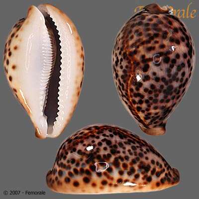 Image of cowrie