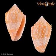 Image of Conasprella Thiele 1929