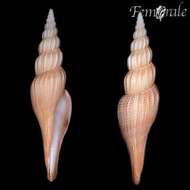 Imagem de Ptychatractidae Stimpson 1865