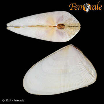 Image of Donacidae J. Fleming 1828