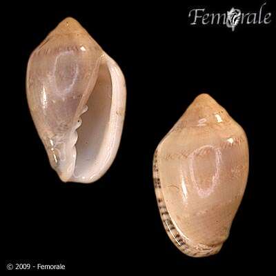 Слика од Marginella ornata Redfield 1870