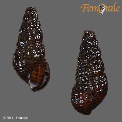 Image of Pachychilidae