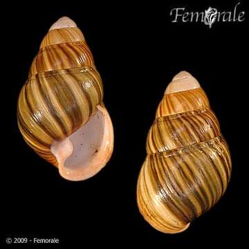 Image of Achatinella