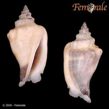 Imagem de <i>Strombus urceus incisus</i> (Wood 1828)