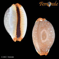 Слика од Staphylaea limacina (Lamarck 1810)