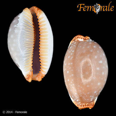 Слика од Staphylaea limacina (Lamarck 1810)