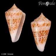 Image of cone snails