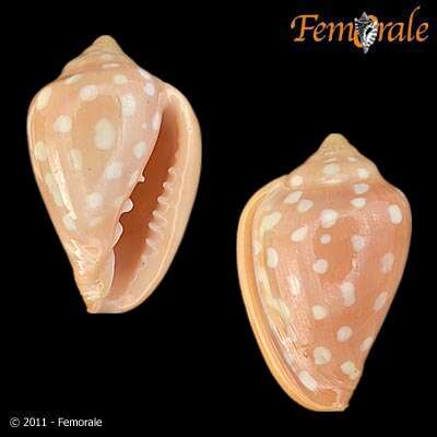 Image of Marginella Lamarck 1799