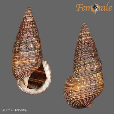 Image de Potamididae