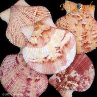 Imagem de Aequipecten P. Fischer 1886