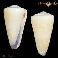 Image of cone snails