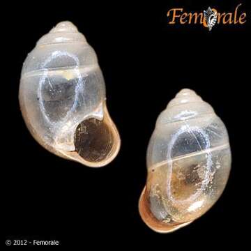 Image of Cyclophoroidea