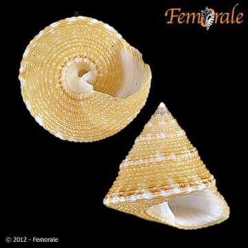 صورة Calliostomatidae Thiele 1924