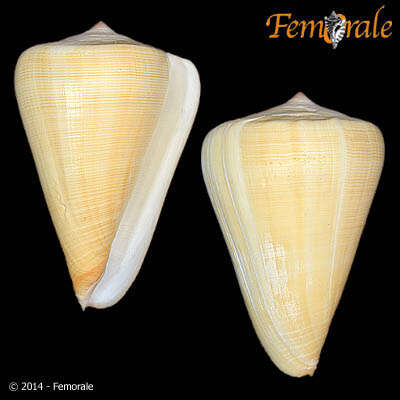 Image of cone snails