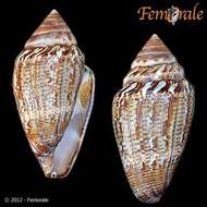 Image of cone snails