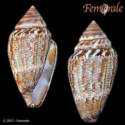 Image of cone snails