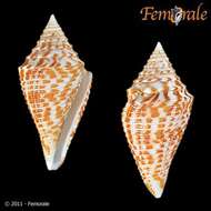 Image of cone snails