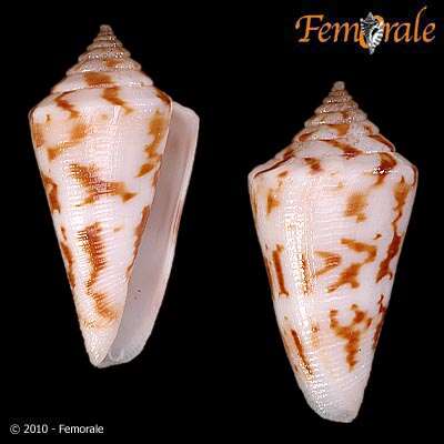 Image of cone snails