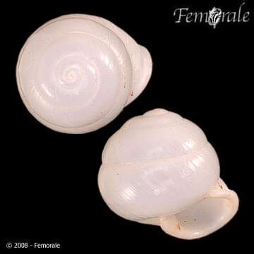 Image of bush snails