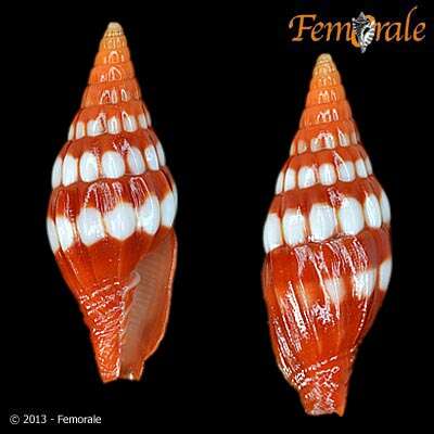 Image of Protoelongata Herrmann, Stossier & R. Salisbury 2014