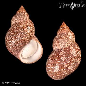 Image of pheasant shells