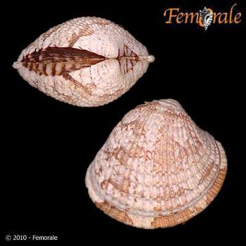 Image of <i>Chione subimbricata</i> (Sowerby 1835)