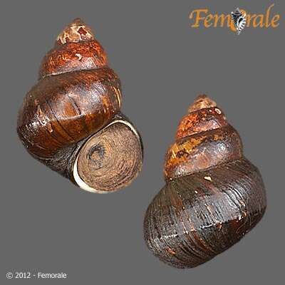 Image of river snails