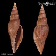 Imagem de Ptychatractidae Stimpson 1865