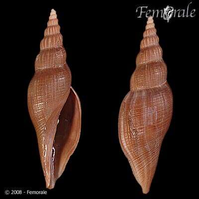 Imagem de Ptychatractidae Stimpson 1865