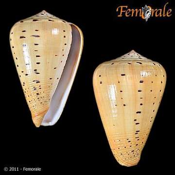 Image of cone snails