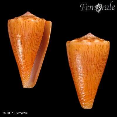 Image of <i>Conus princeps lineolatus</i> Valenciennes 1832