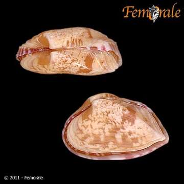 Image de Corbulidae Lamarck 1818