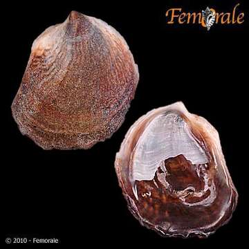 Image of Crepidula striolata Menke 1851