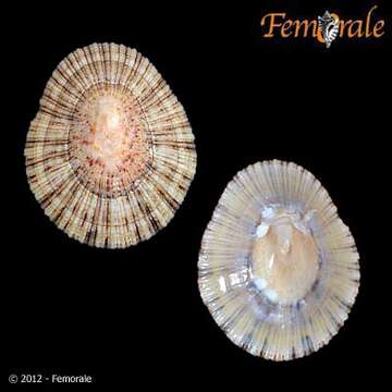 Image of variable limpet