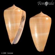 Image of cone snails