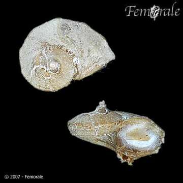 Image of Cap Snails