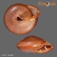 Image of Pleurodontidae