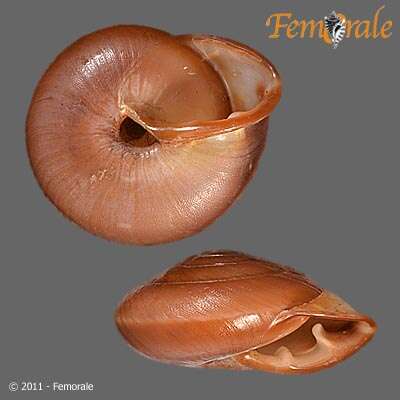 Image of Pleurodontidae
