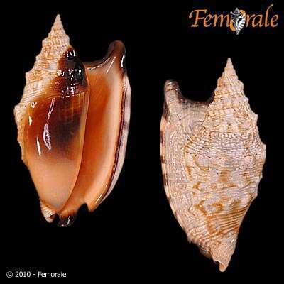 Image of Strombus Linnaeus 1758