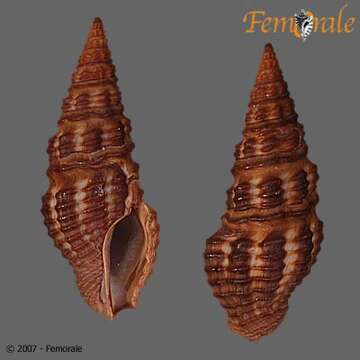 Image of Pseudomelatomidae J. P. E. Morrison 1966