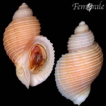 Image of dog whelks