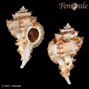 Image of Murex Snails