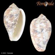 Image of Marginella Lamarck 1799