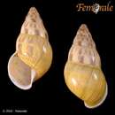 Image of Amphidromus furcillatus virescens Martens 1867