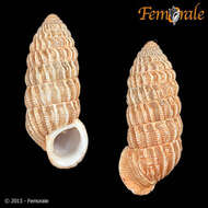 Image of Cerionidae