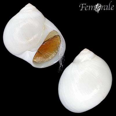 Image of moon snails
