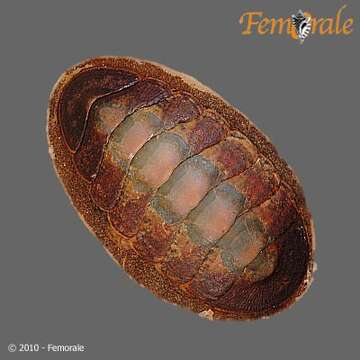 Image of Callochitonidae Plate 1901