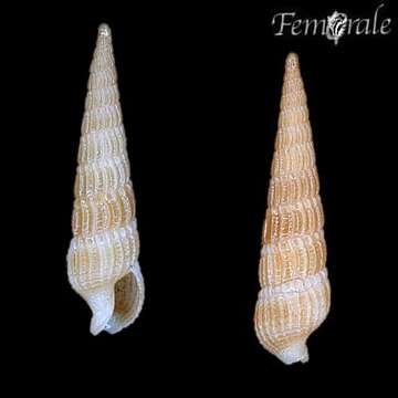 Image of Needle Whelks